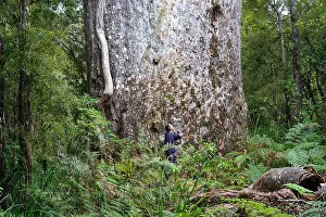 Largest Prints: Agathis australis - Kauri, New Zealand Kauri (North Island, New Zealand)