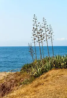 Agave americana plant in bloom on the shore of Mediterranean sea in Sicily