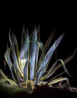 Aloe Vera Prints: Agave plant illuminated by a torch