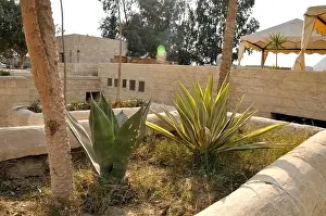 Sinai Prints: Agave plants by the hotel in Sharm el Sheikh Egypt