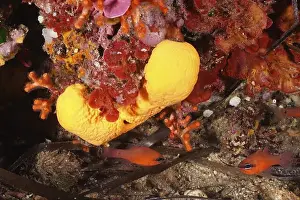 Spongia Prints: Agelas oroides (Agelas oroides) with bright colours and fish in the reef
