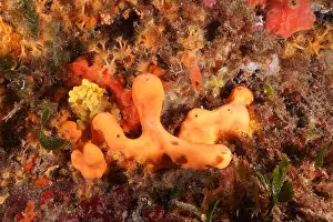 Costa Brava Prints: Agelas oroides (Agelas oroides) under water