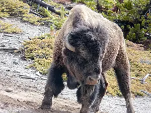 Agressive Prints: Aggressive Bison at the Yellowstone National Park