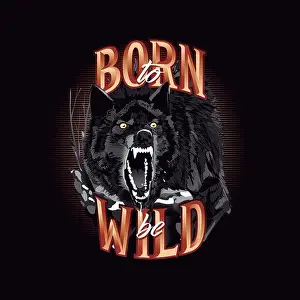 Wolf Prints: Aggressive wolf showing teeth. Illustration of ferocious animal