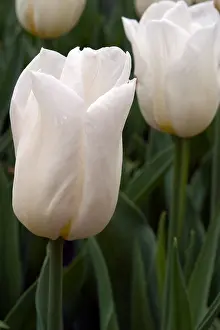 Tulip Prints: Agrass White tulips in the Keukenhof at Lisse the Netherlands