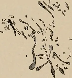 Agricultural bacteriology. Bacteriology