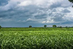 Scenic Beauty Prints: A Agricultural field.Bangladesh