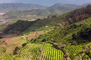 Canaries Prints: agricultural landscape, Valle Guerra, northern Tenerife, Spain