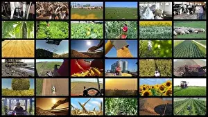 Wheat Field Prints: Agricultural Production Collage - Farming and Agricultural Jobs
