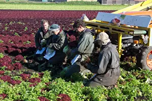 Producing Prints: Four Agricultural workers picking 'Lollo Rosso' lettuce at Mere Brow