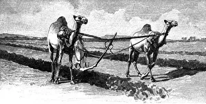 Camel Prints: agriculture, agricultural work