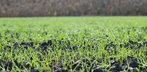 Wheat Field Prints: Agriculture, cereal farming, wheat and barley production: a field with young green winter wheat