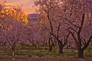 Agriculture - Peach orchard in full Spring bloom at sunrise with a water tower in the background / Ripon, California, USA