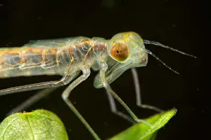 Posed Prints: Agrion nymph on a leaf of an aquatic plant in a pond - just after molting - commune de Couffy - Loir et Cher - France