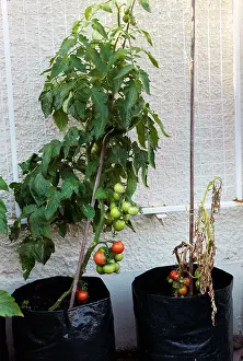 Mold Prints: Ailsa craig Tomatoes Healthy Tomato Plant And Tomato Plant With Blight