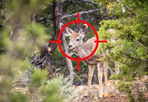 Aiming Prints: Aiming on young deer hunting. The sight and target is aimed at the deer