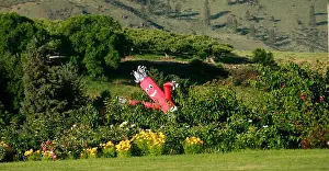 Air driven scarecrows are used to try to deter birds from eating ripe cherries in Chelan cherry orchards