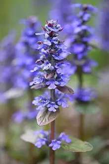 Creeping Prints: Ajuga reptans, commonly known as blue bugle, bugleherb, creeping bugleweed or carpetweed
