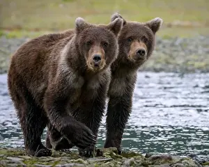 Ursus Arctos Prints: Alaska Brown Bear cubs at Geographic Harbor in Katmai National Park and Preserve, Alaska