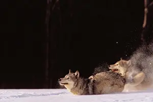 Wolf Prints: Alaska, Gray Wolves Charging Through Deep Winter Snow
