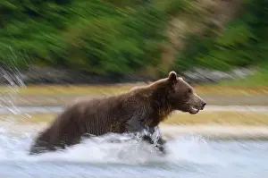 Ursus Arctos Prints: Alaskan Brown Bear fishing at Geographic Harbor in Katmai National Park and Preserve