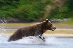Ursus Arctos Prints: Alaskan Brown Bear fishing at Geographic Harbor in Katmai National Park and Preserve