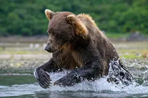 Ursus Arctos Prints: Alaskan Brown Bear fishing for salmon ; Georgraphic Harbor