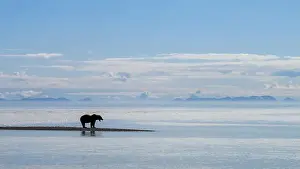 Ursus Arctos Prints: Alaskan Brown Bear at Hallo Bay in Katmai National Park and Preserve, Alaska