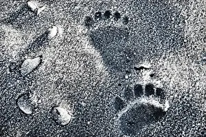 Brown Bear Prints: Alaskan brown bear tracks on a frost covered beach, close up