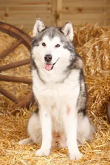 From The Front Prints: Alaskan Malamute, 11 years old |Alaskan Malamute, Ruede, 11 Jahre alt / alter Hund