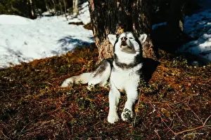 Loyal Prints: Alaskan malamute enjoying spring sunshine outdoors
