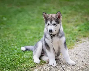 Loyal Prints: Alaskan Malamute puppy sits on lawn