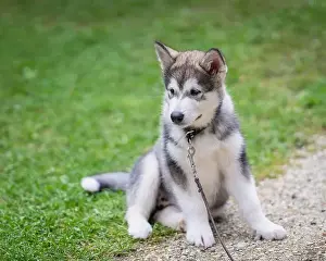 Loyal Prints: Alaskan Malamute puppy sits on lawn