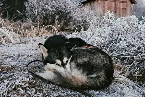 Sled Dog Prints: Alaskan Malamute Resting in Frosty Winter Landscape