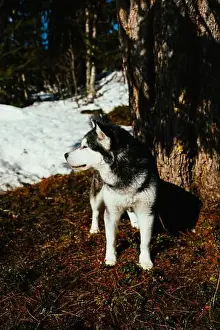 Loyal Prints: Alaskan malamute standing in spring sunlight