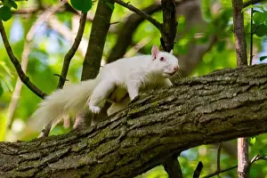 Single Animal Prints: An albino American gray squirrel works his way along a branch carefully suggesting difficulty seeing