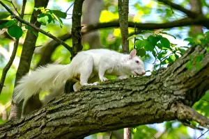 Single Animal Prints: An albino American gray squirrel works his way along a branch carefully suggesting difficulty seeing