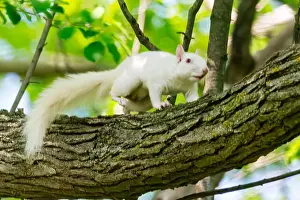 Single Animal Prints: An albino American gray squirrel works his way along a branch carefully suggesting difficulty seeing