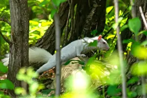Single Animal Prints: An albino American gray squirrel works his way along the forest floor