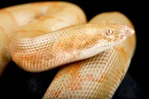 Mutation Prints: Albino Kenyan sand boa (Eryx colubrinus)