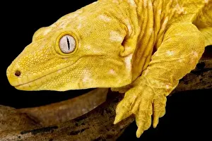 Sideview Prints: Albino New Caledonian giant gecko (Rhacodactylus laechianus)