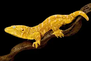 Sideview Prints: Albino New Caledonian giant gecko (Rhacodactylus laechianus)