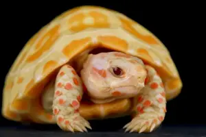 Mutation Prints: Albino red-footed tortoise (Chelonoidis carbonarius)