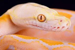 Nonvenomous Prints: Albino Reticulated python (Malayopython reticulatus)