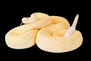 Mutation Prints: Albino western diamond rattlesnake, Crotalus atrox