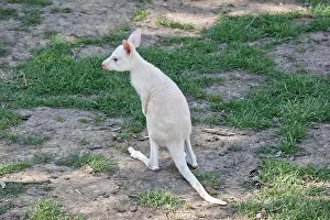 the albino Western grey kangaroo is walking on the grass