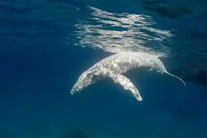 Social Issues Prints: Albino (white) humpback whale