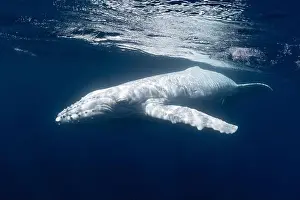 Social Issues Prints: Albino (white) humpback whale