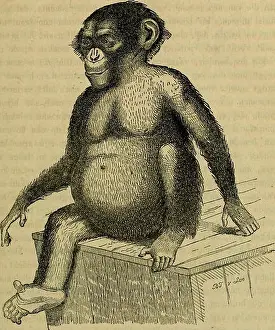 1855 Prints: Album der Natuur. 123 —. JONGE CHiMPANSÉ naar W
