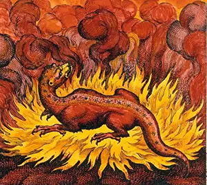 Salamander Prints: ALCHEMY - Salamander of Fire. The salamander